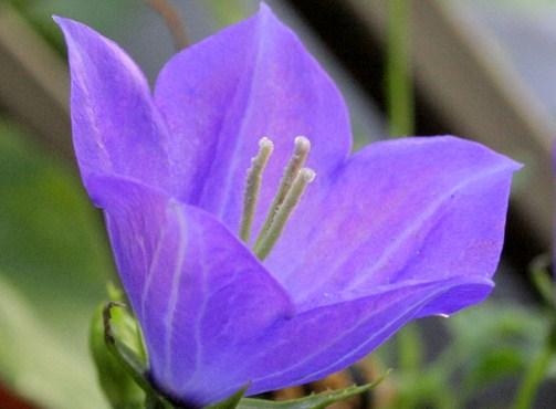 Campanula Blue Clips