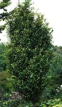 Carpinus betulus Franz Fontaine