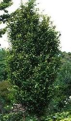 Carpinus betulus Franz Fontaine — photo 1