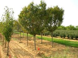 Carpinus betulus Globosa — photo 1