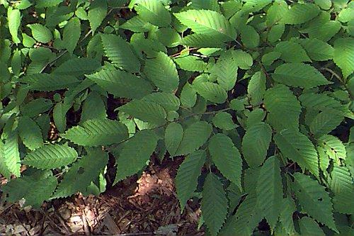 Carpinus caroliniana