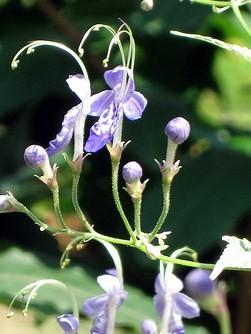 Caryopteris divaricata 'Snow Fairy' — photo 1