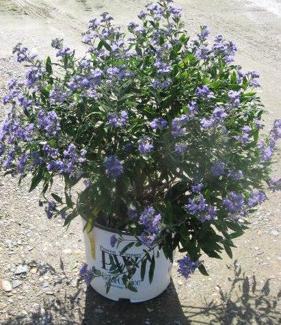 Caryopteris Petit Bleu — photo 1
