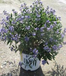 Caryopteris Petit Bleu — photo 1