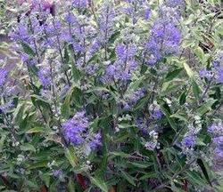 Caryopteris x clandonensis 'Dark Knight' — photo 1