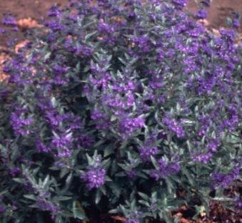 Caryopteris x clandonensis First Choice