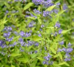 Caryopteris x clandonensis Worcester Gold — photo 1
