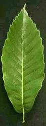 Castanea mollissima — photo 1