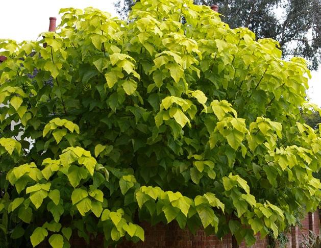 Catalpa bignonioides 'Aurea'