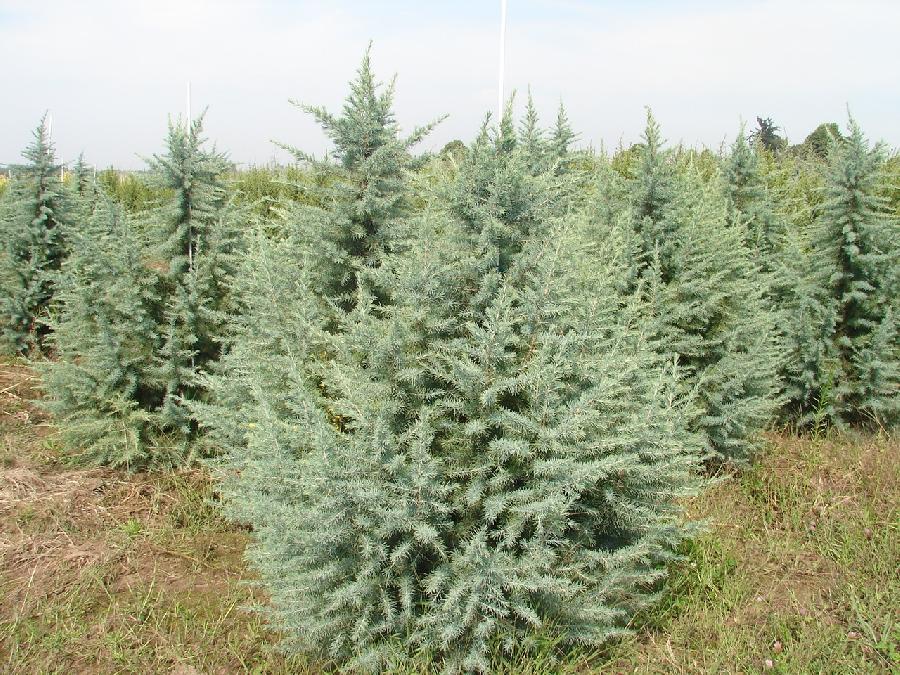 Cedrus deodara Electra