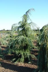 Cedrus libani — photo 1