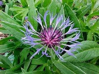 Centaurea montana