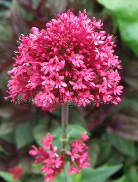 Centranthus ruber Coccineus — photo 1