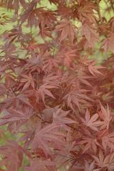 Acer palmatum 'Fire Glow' — photo 1