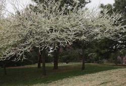 Cercis canadensis Royal White — photo 1