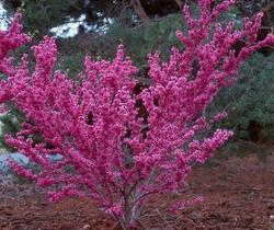 Cercis chinensis Avondale — photo 1