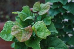 Cercis Don Egolf — photo 1