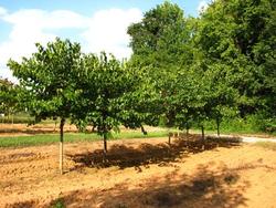 Cercis reniformis Oklahoma — photo 1