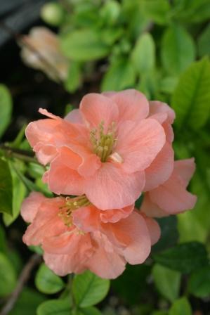 Chaenomeles japonica 'Cameo' — photo 1