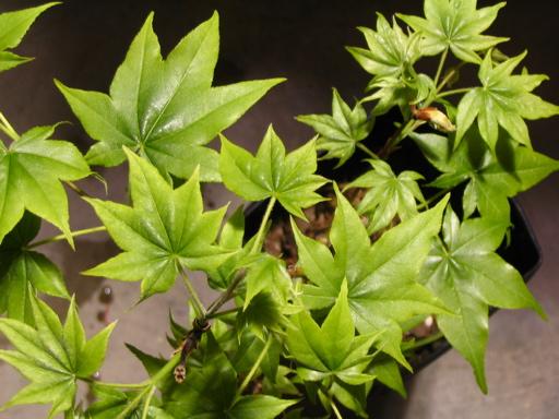 Acer palmatum 'Hogyoku' — photo 1