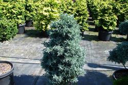 Chamaecyparis pisifera Viridis — photo 1