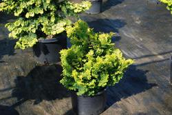 Chamaecyparis obtusa 'Verdonii' — photo 1