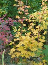Acer palmatum 'Hogyoku' — photo 2