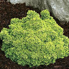 Chamaecyparis obtusa 'Golden Sprite' — photo 1