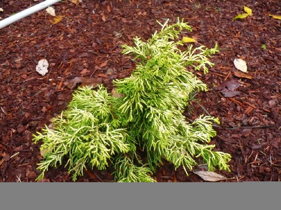 Chamaecyparis obtusa 'Lemon Twist' — photo 1