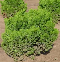 Chamaecyparis obtusa 'Nana Gracilis' — photo 1