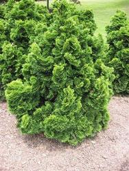 Chamaecyparis obtusa 'Nana Gracilis' — photo 2