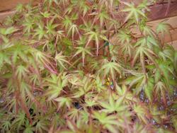 Acer palmatum 'Kamagata' — photo 1