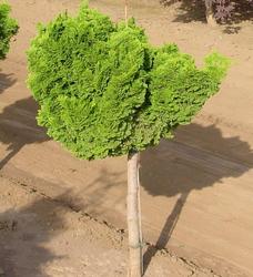 Chamaecyparis obtusa 'Nana Gracilis' — photo 3