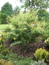 Acer palmatum 'Kamagata' — photo 2