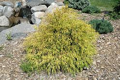 Chamaecyparis pisifera 'King's Gold' — photo 1