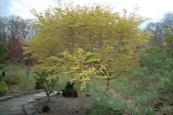 Acer palmatum 'Katsura' — photo 1