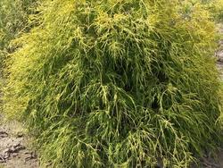 Chamaecyparis pisifera 'Filifera' — photo 1