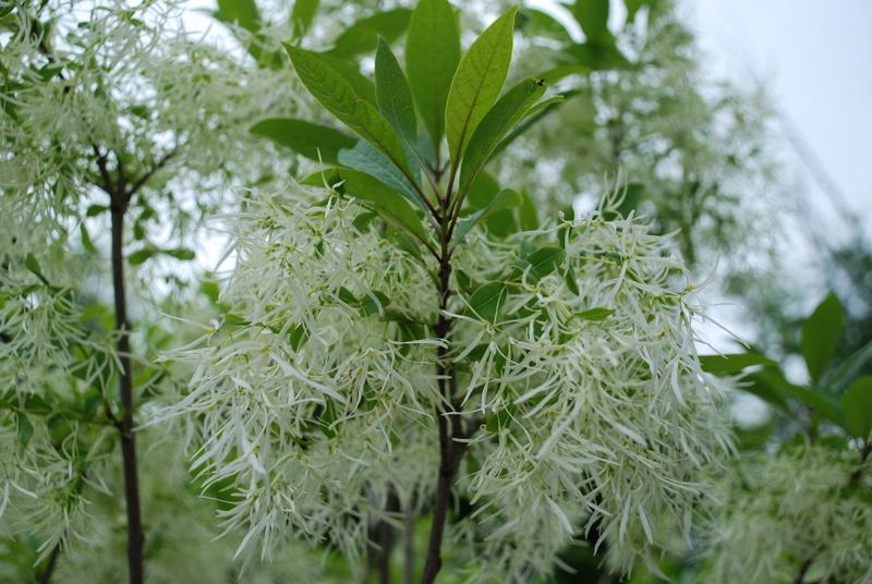 Chionanthus Chinese Fringetree — photo 1