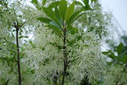 Chionanthus Chinese Fringetree — photo 1