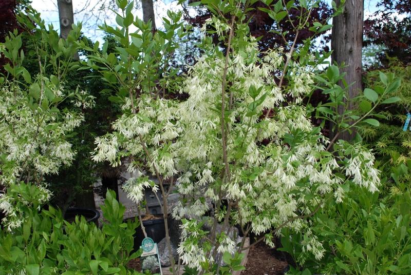 Chionanthus virginicus — photo 1