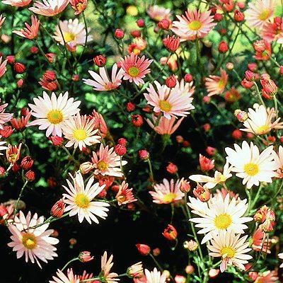 Chrysanthemum den. grandiflora Sheffield — photo 1