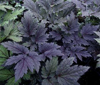 Cimicifuga ramosa Atropurpurea — photo 1