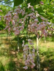 Cladrastis kentukea 'Perkins Pink' — photo 1