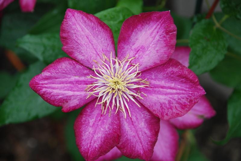 Clematis Ville de Lyon — photo 1