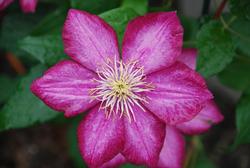 Clematis Ville de Lyon — photo 1