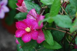 Clematis Ville de Lyon — photo 2
