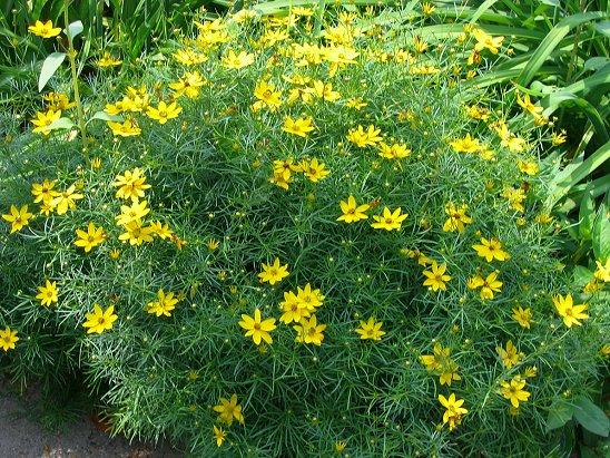 Coreopsis Moonbeam — photo 1