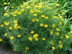 Coreopsis Moonbeam — photo 1