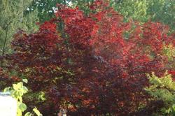 Acer palmatum 'Moonfire' — photo 2