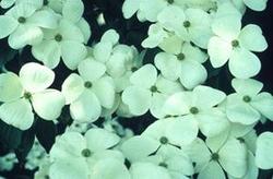 Cornus (Rutban) Celestial — photo 1